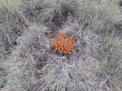 Castilleja moranensis