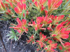 Castilleja moranensis