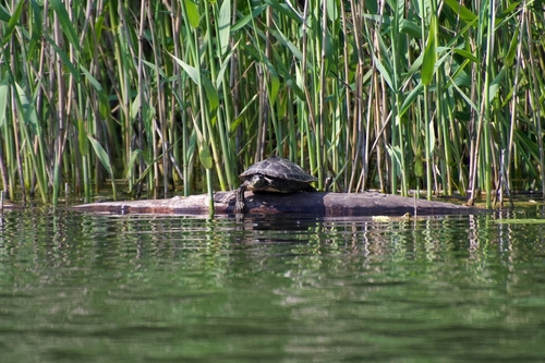 Graptemys ouachitensis
