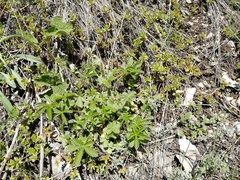 Potentilla chrysantha