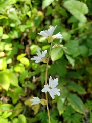 Lithophragma heterophyllum