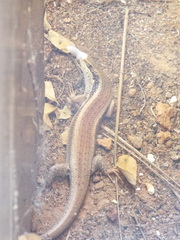 Trachylepis planifrons