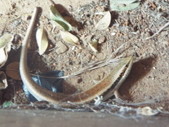 Trachylepis planifrons