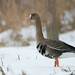 Greater White-fronted Goose - Photo (c) Erik Eckstein, some rights reserved (CC BY-NC), uploaded by Erik Eckstein
