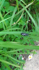 Anoplophora macularia