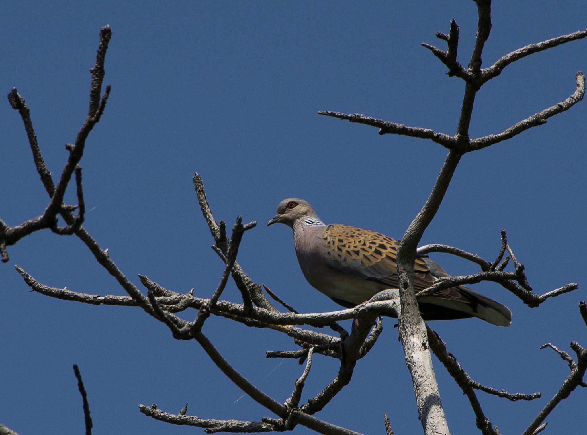 European Turtle Dove