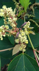 Thunbergia marginata