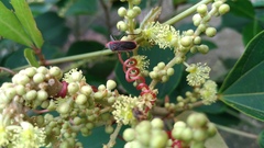 Thunbergia marginata