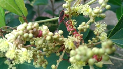 Thunbergia marginata