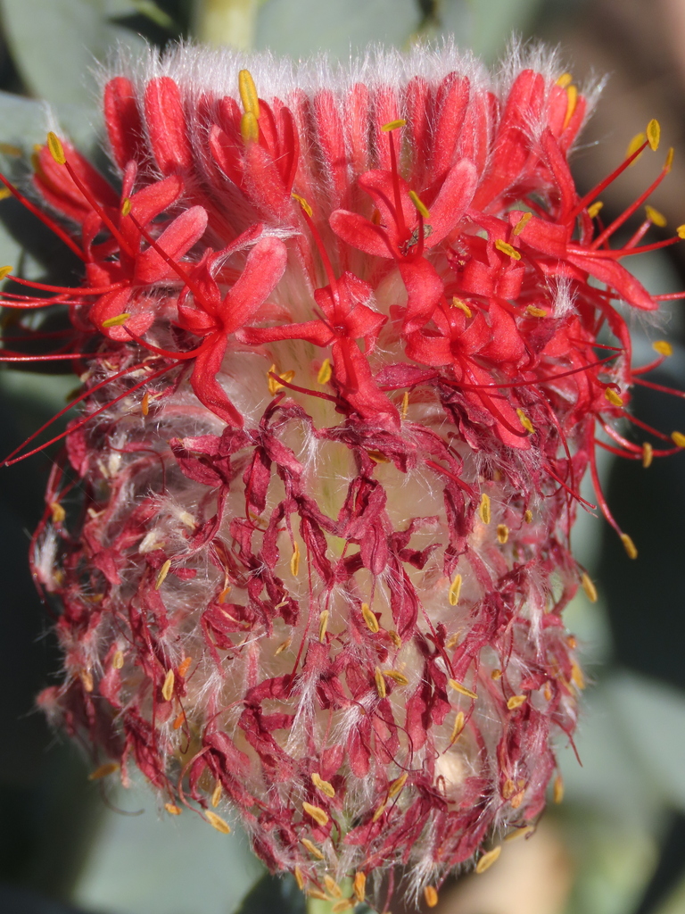 Pimelea decora from Porcupine QLD 4821, Australia on June 4, 2024 at 02 ...