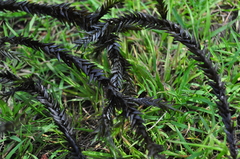 Fontinalis antipyretica