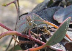 Australomisidia ergandros