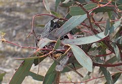 Australomisidia ergandros