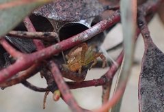 Australomisidia ergandros