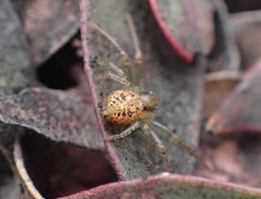 Australomisidia ergandros