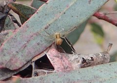 Australomisidia ergandros