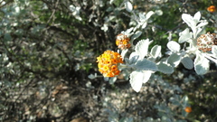 Buddleja marrubiifolia
