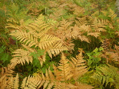 Pteridium latiusculum japonicum