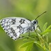 Marbled White - Photo (c) Manuel Raab, some rights reserved (CC BY-NC), uploaded by Manuel Raab