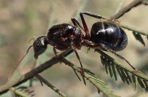 无畏弓背蚁（好斗亚种）Camponotus intrepidus bellicosus
