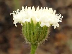 Chaenactis artemisiifolia