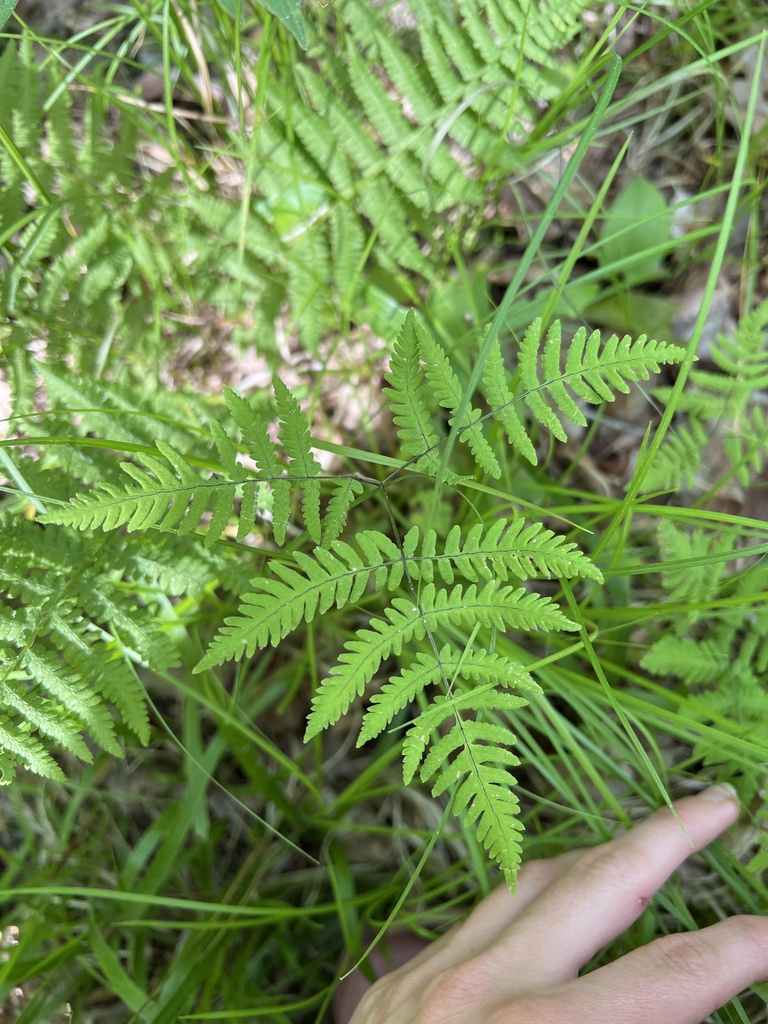 northern oak fern from Treehaven UWSP, Merrill, WI, US on June 12, 2024 ...