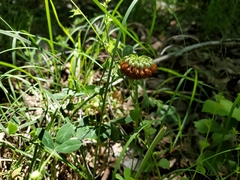 Trifolium reflexum