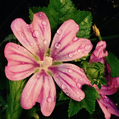 Malva sylvestris