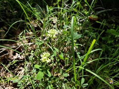 Trifolium reflexum