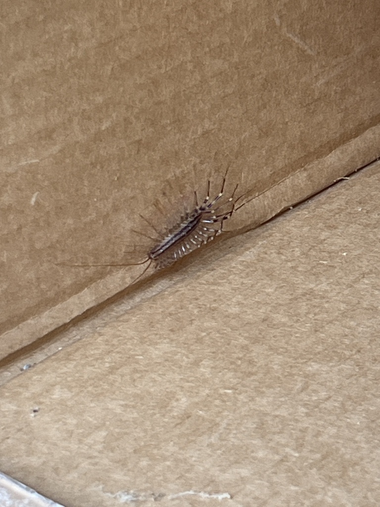 House Centipede from Sparta Rd, North Wilkesboro, NC, US on June 12 ...