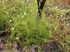 Adenostoma fasciculatum