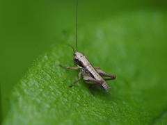 Platycleis grisea