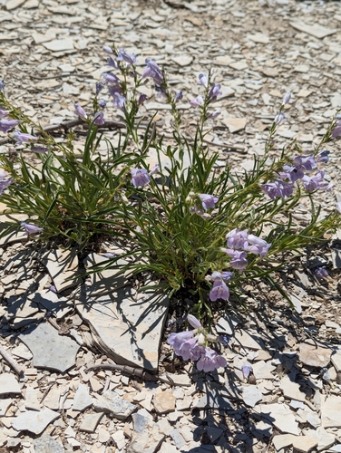 Image of Penstemon albifluvis by (c) My-Lan Le, some rights reserved (CC BY)