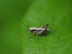 Platycleis grisea