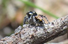 Maratus plumosus
