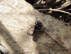Maratus plumosus