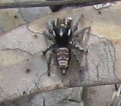 Maratus plumosus