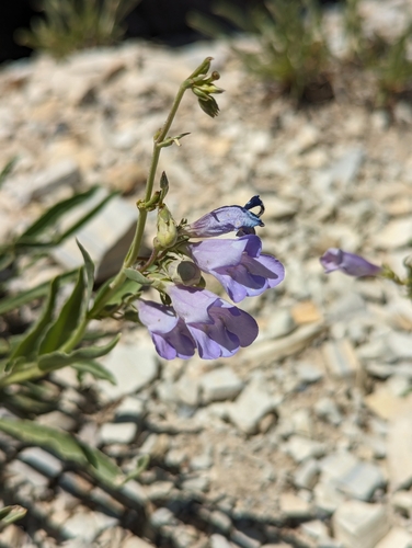 Image of White River Beardtongue (Penstemon albifluvis) by (c) My-Lan Le, some rights reserved (CC BY)