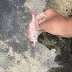 Sargocentron punctatissimum