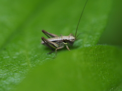 Platycleis grisea