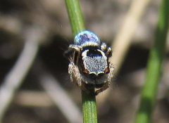 Maratus anomalus