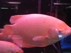 Osphronemus goramy
