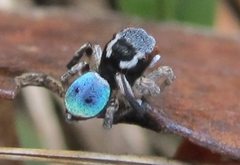 Maratus anomalus