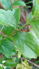 Cryptocephalus luteosignatus