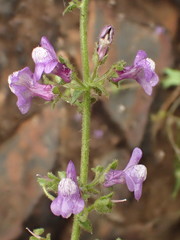 Sairocarpus nuttallianus