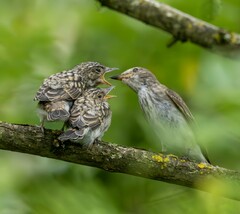 Spotted Flycatcher photo 6