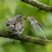 Spotted Flycatcher - Photo (c) Manuel Raab, some rights reserved (CC BY-NC), uploaded by Manuel Raab