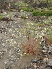 Chaenactis artemisiifolia