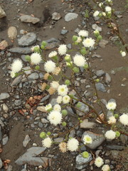 Chaenactis artemisiifolia