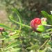 Grevillea montana - Photo (c) Irene Richardson, alguns direitos reservados (CC BY-NC-SA)